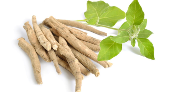 Benefits of Ashwagandha for Daily Life: A Natural Ayurvedic Herb for Modern Wellness